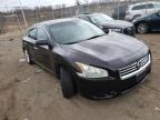 NISSAN - MAXIMA