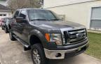 FORD - F-150