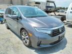 HONDA - ODYSSEY