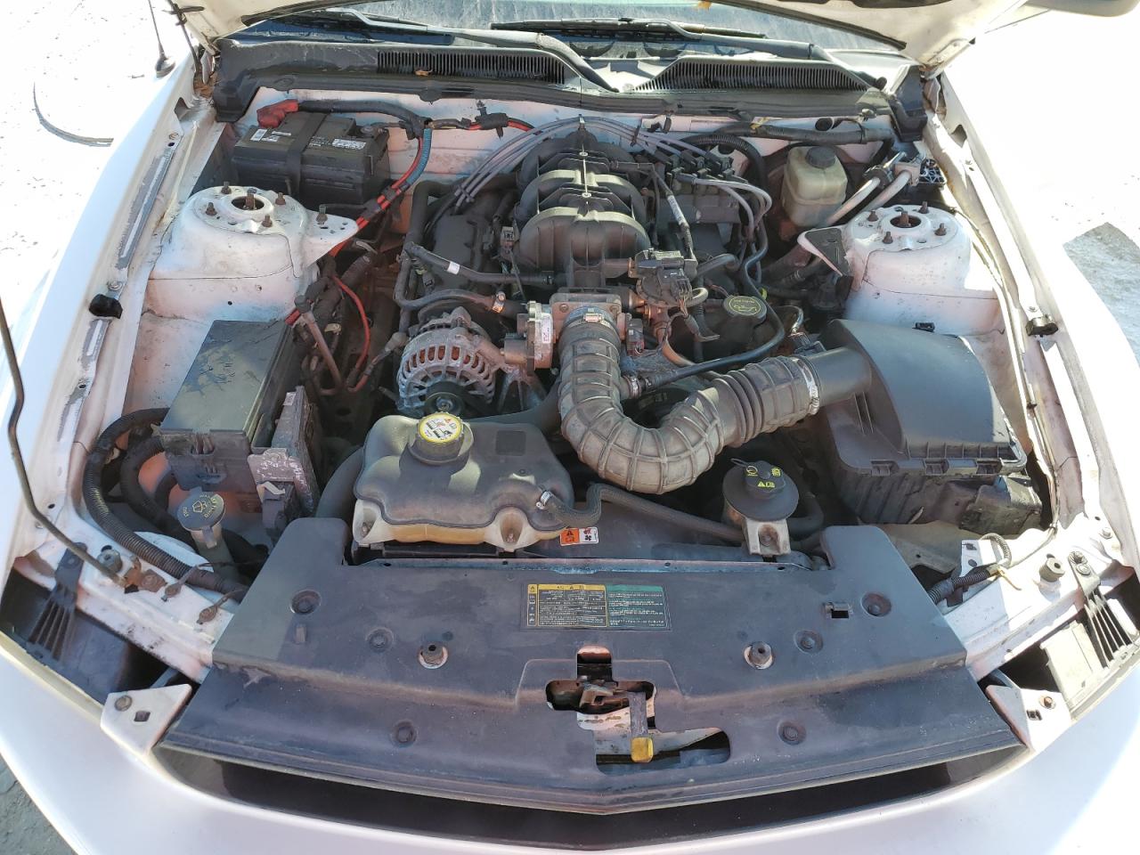 2006 Ford Mustang VIN: 1ZVFT80N565163568 Lot: 43246205