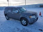 2011 Ford Escape Xlt იყიდება Rapid City-ში, SD - Hail