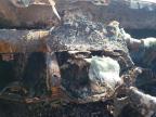 2006 Toyota Tundra  na sprzedaż w Sun Valley, CA - Burn