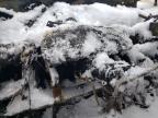 2011 TOYOTA SIENNA  à vendre chez Copart ON - TORONTO