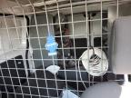 2019 Nissan Nv200 2.5S en Venta en Bridgeton, MO - Rear End