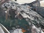 2019 Subaru Crosstrek Premium en Venta en Reno, NV - Burn