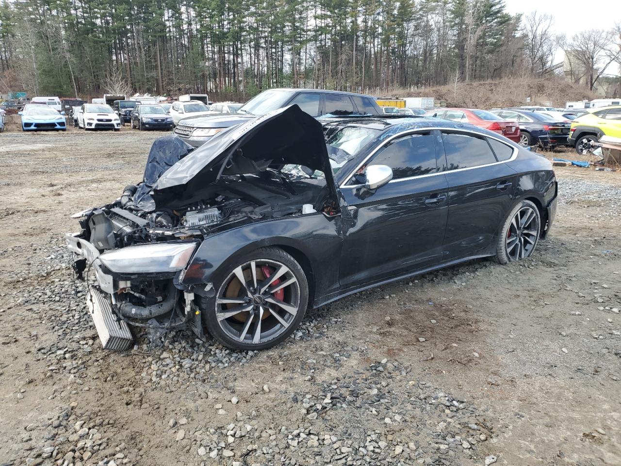 2024 Audi S5 Premium Plus zu verkaufen in North Billerica, MA - All Over
