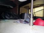 2019 Dutchman Trailer for Sale in Waldorf, MD - Front End