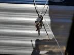 2022 Dutchman Trailer en Venta en Albuquerque, NM - Hail