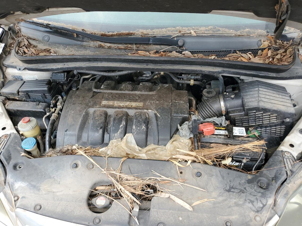 2007 Honda Odyssey Exl VIN: 5FNRL38697B026326 Lot: 52699874