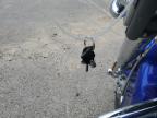 2004 Harley-Davidson Flhtcse  en Venta en Conway, AR - All Over