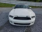 2013 Ford Mustang  for Sale in Gastonia, NC - Front End