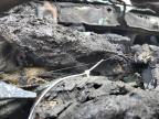 2015 Chrysler 300 Limited na sprzedaż w Grenada, MS - Burn