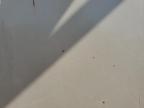 2021 American Made Products Dump Trailer за продажба в Apopka, FL - Minor Dent/Scratches
