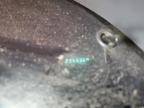 2005 Chrysler Pacifica Touring للبيع في Pekin، IL - Rear End