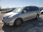 2010 Honda Odyssey Exl zu verkaufen in Louisville, KY - Hail