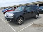 2009 Honda Pilot Exl zu verkaufen in Louisville, KY - Hail