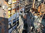 2023 Asv Tracked Skid Steer Loader for Sale in Florence, MS - Burn