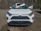 2023 TOYOTA RAV4 XLE for sale at Copart ON - COOKSTOWN