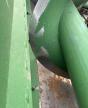 2008 John Deere 608C na sprzedaż w Des Moines, IA - Frame Damage