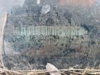 1991 Pontiac Firebird Base for Sale in Seaford, DE - Mechanical