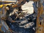 2024 Chevrolet Silverado K1500 Lt Trail Boss na sprzedaż w Ham Lake, MN - Burn