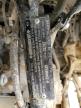 2023 Cf Moto Zforce 950 Ho Ex na sprzedaż w Louisville, KY - All Over