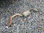 2006 Dodge Ram 1500 St zu verkaufen in Glassboro, NJ - Normal Wear