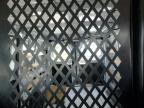 2021 Ford Transit T-250 продається в Montgomery, AL - Front End