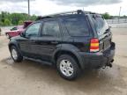 2005 Ford Escape Xlt продається в Louisville, KY - Hail