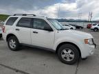 2010 Ford Escape Xlt for Sale in Littleton, CO - Hail