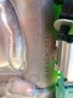 2024 KAWASAKI KX450 N   for sale at Copart AL - MOBILE SOUTH