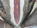 2022 'Other Boat' Vr6 Br(*) for Sale in Riverview, FL - All Over