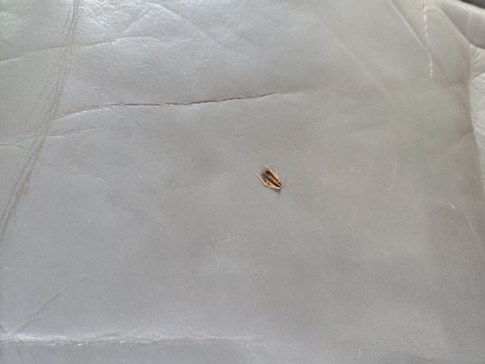 JHLRE38799C015767 2009 Honda Cr-V Exl