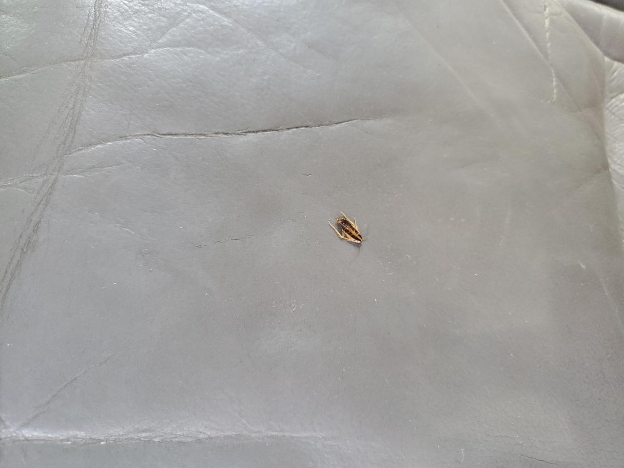 2009 Honda Cr-V Exl VIN: JHLRE38799C015767 Lot: 62729394