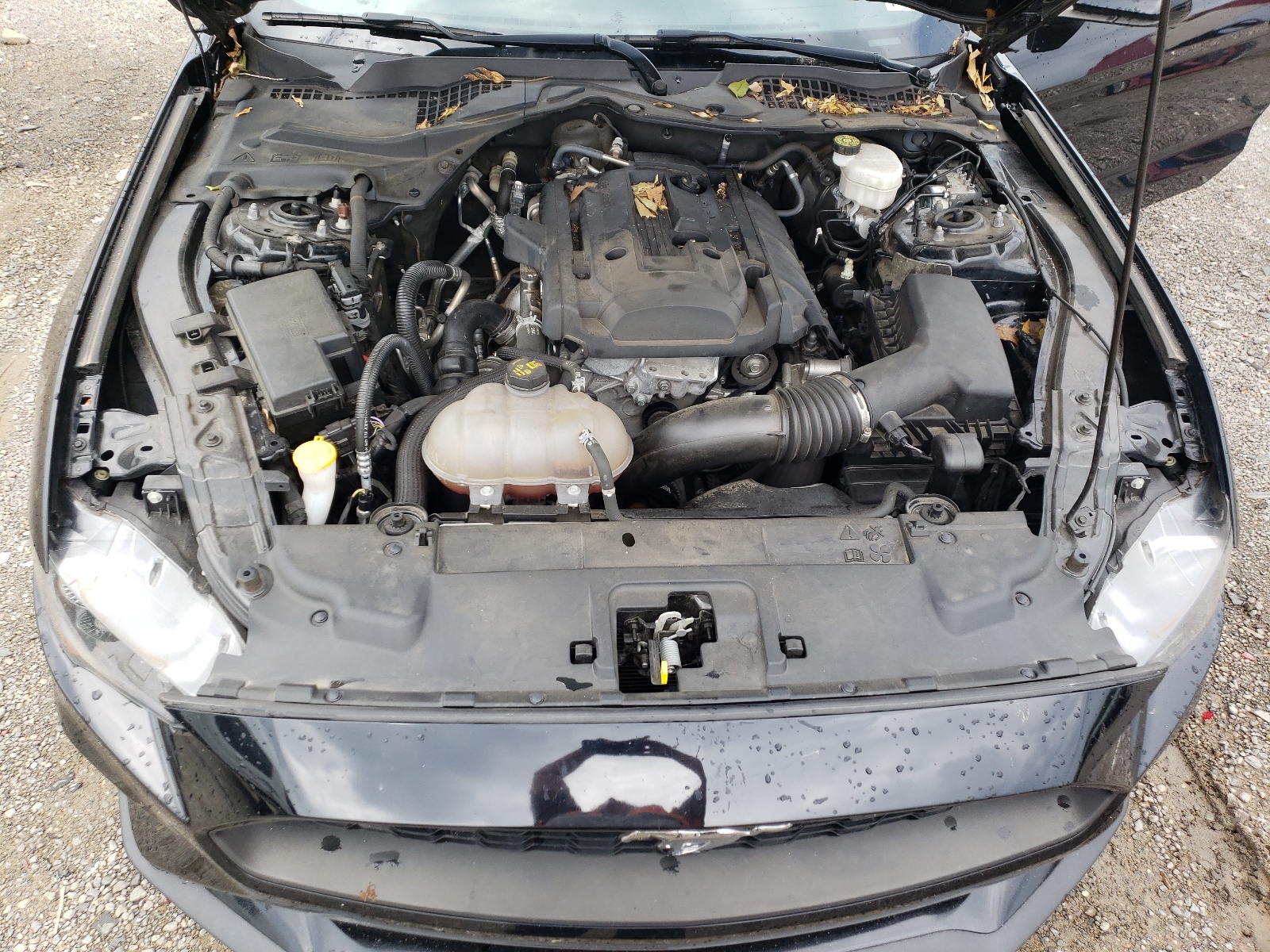 1FA6P8TH2K5200959 2019 Ford Mustang