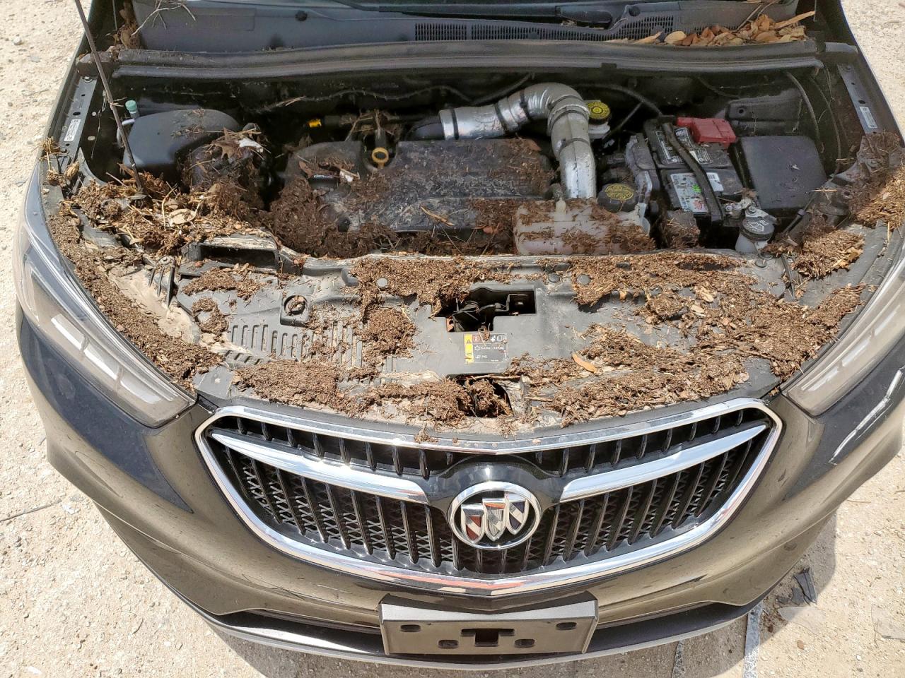 kl4cjcsm1kb727810 KL4CJCSM1KB727810 2019 Buick Encore Essence