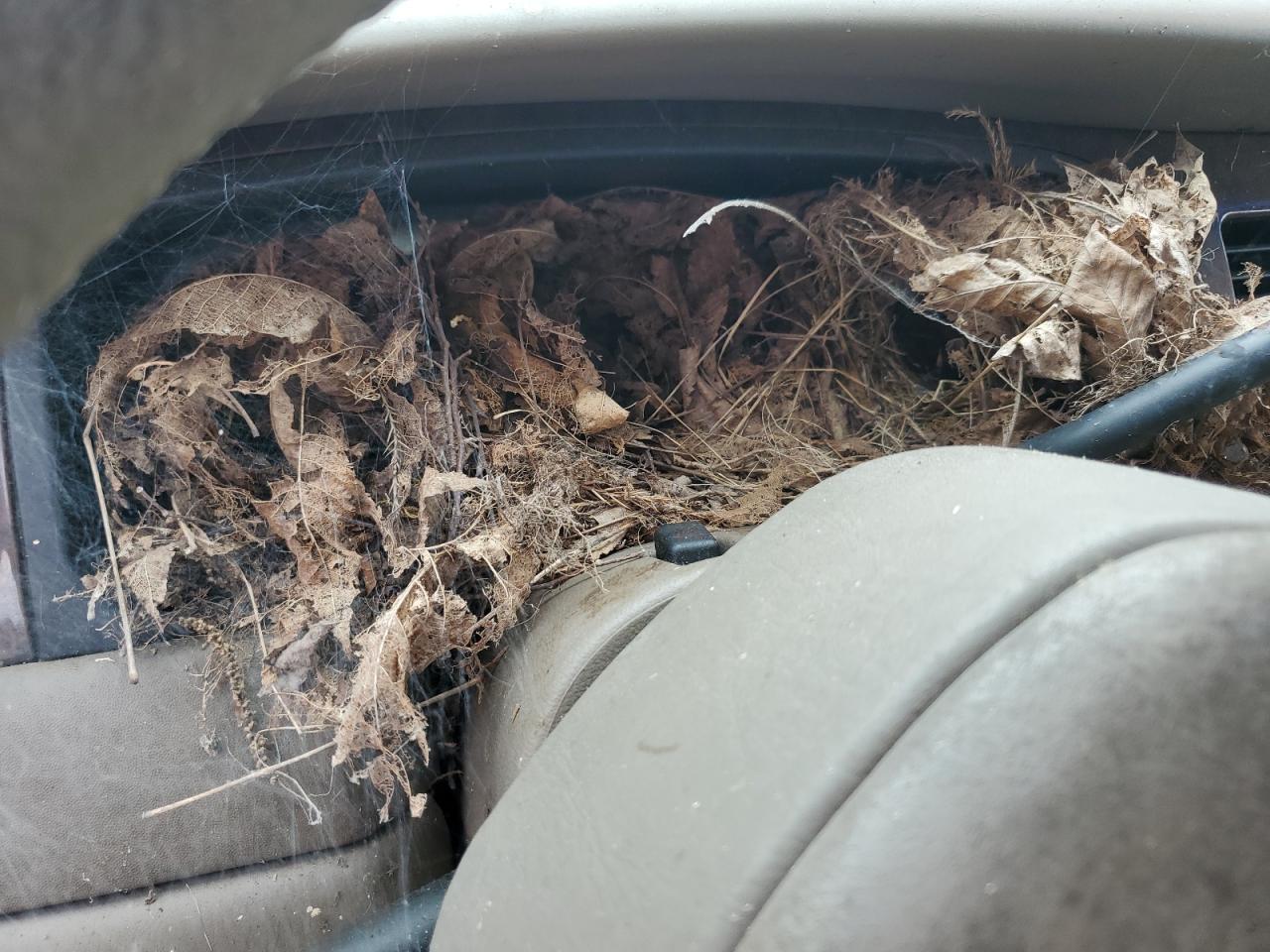 2000 Lincoln Town Car Signature VIN: 1LNHM82W7YY799923 Lot: 65882375