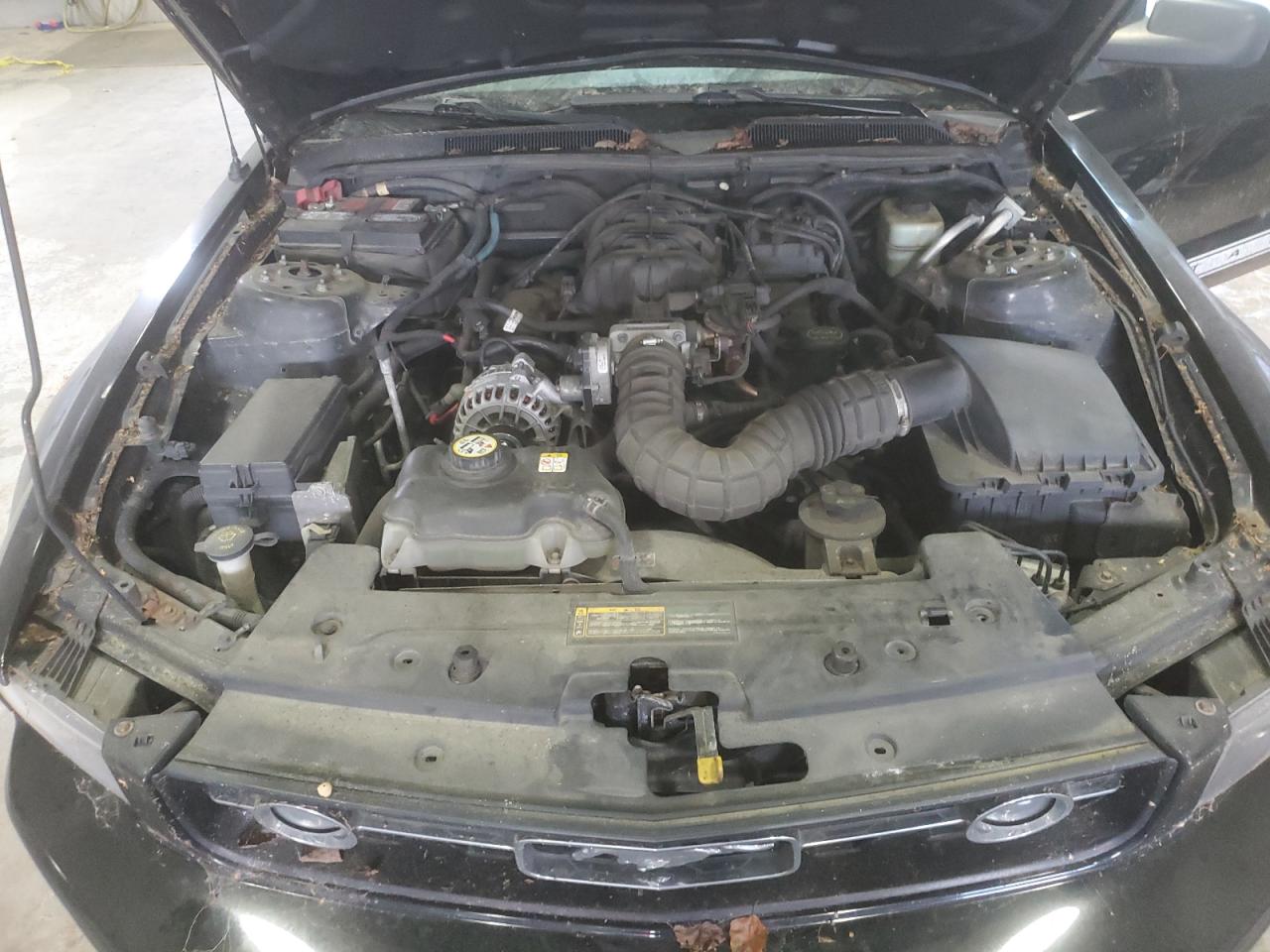 2006 Ford Mustang VIN: 1ZVFT84N165110215 Lot: 65173645