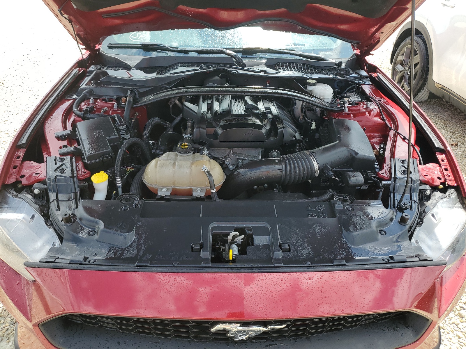 1FATP8UHXK5146523 2019 Ford Mustang