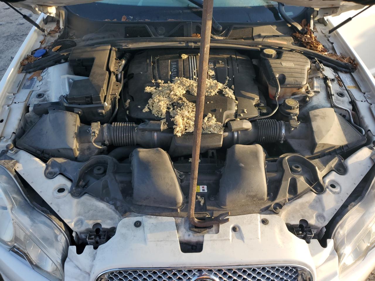 2011 Jaguar Xf Premium VIN: SAJWA0GB2BLR81675 Lot: 65587834