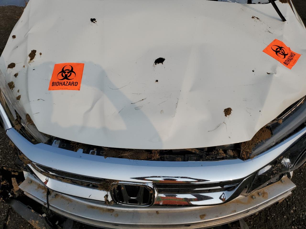 2019 Honda Pilot Exl VIN: 5FNYF6H77KB500473 Lot: 67294724