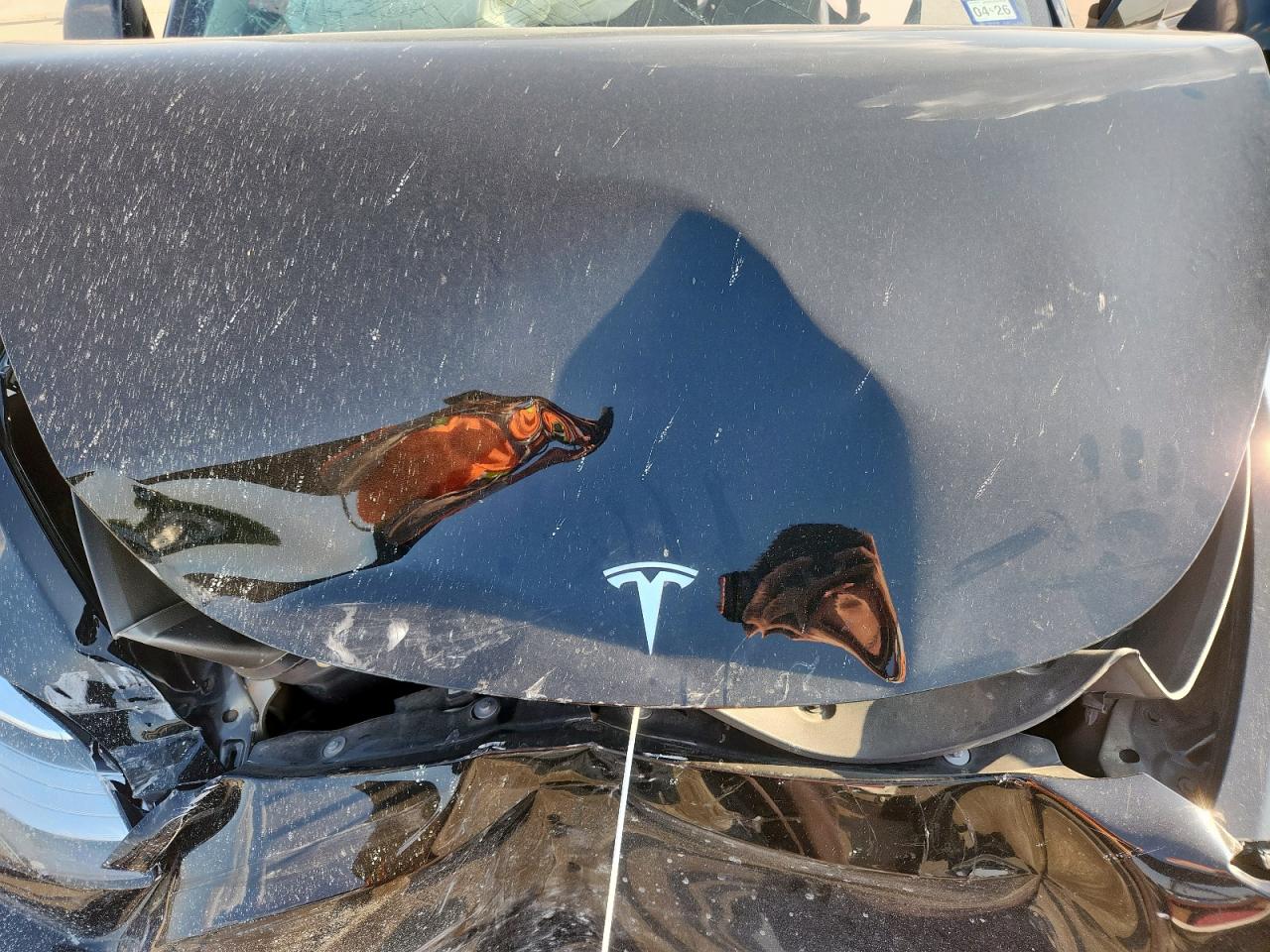 2023 Tesla Model Y VIN: 7SAYGDEE7PA088731 Lot: 80962775