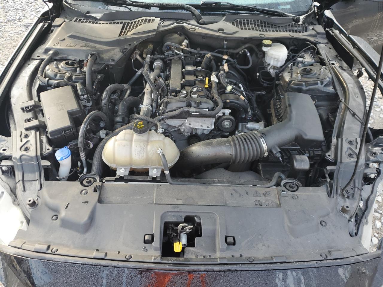 2021 Ford Mustang VIN: 1FA6P8TH7M5112895 Lot: 81184325