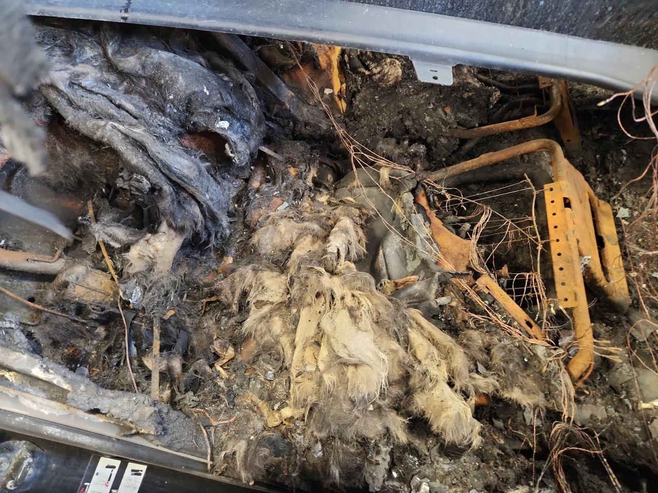 2009 Infiniti Qx56 VIN: 5N3AA08C69N901778 Lot: 82489995