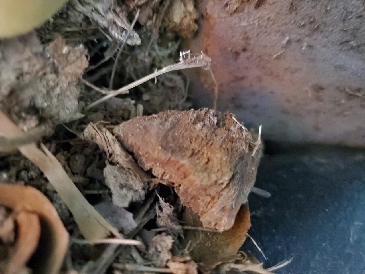 2007 Lexus Gs 350 VIN: JTHBE96S770025283 Lot: 82214075