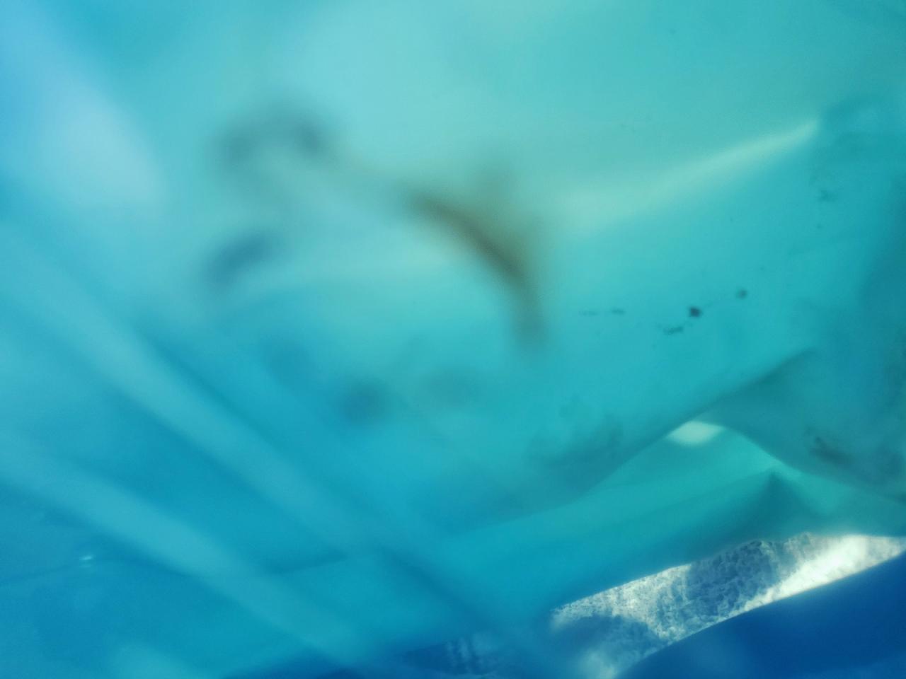 2020 Nissan Pathfinder Sl VIN: 5N1DR2CM0LC602980 Lot: 82337855