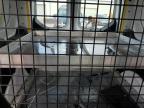 2014 Ford Transit Connect Xlt للبيع في Kansas City، KS - All Over