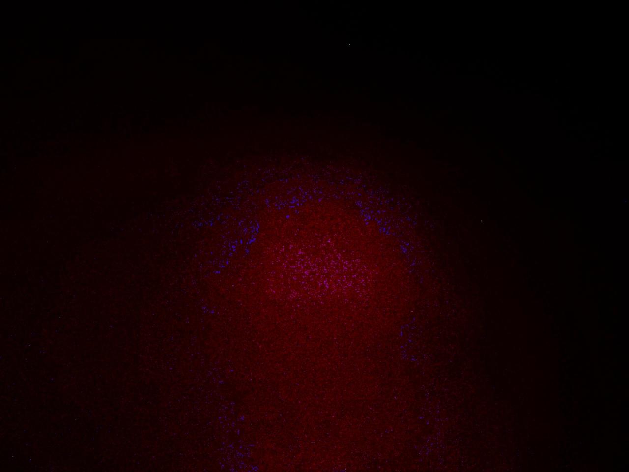 2017 Toyota Rav4 Xle VIN: 2T3WFREV3HW356516 Lot: 94219015