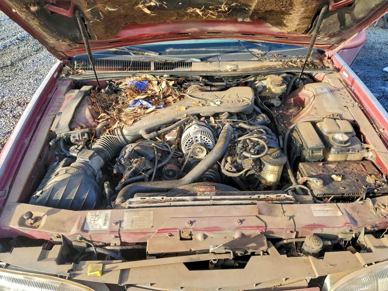 1995 Ford Thunderbird Lx VIN: 1FALP62W7SH202406 Lot: 94179325