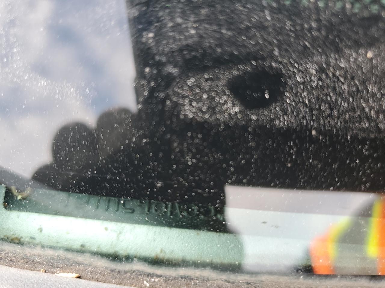 2005 Dodge Dakota Quad Slt VIN: 1D7HE48K35S224205 Lot: 93269585